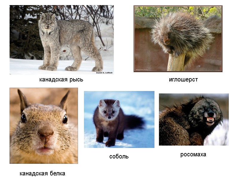 канадская рысь иглошерст канадская белка росомаха соболь канадская рысь иглошерст канадская белка росомаха соболь